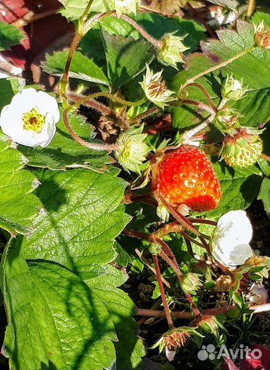 Клубника ремонтантная
