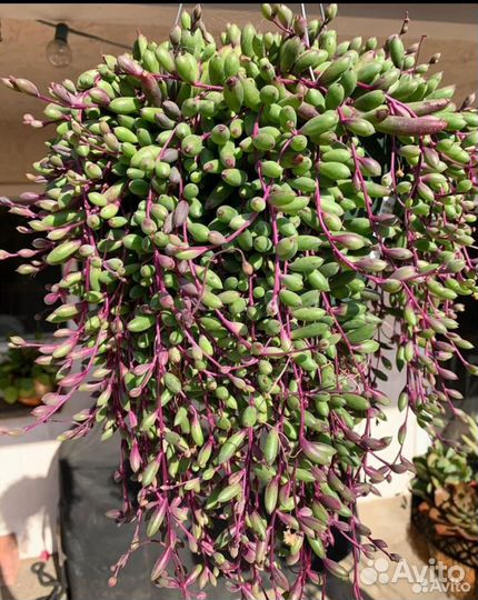 Оттона мясистая