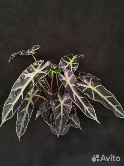 Алоказия бамбино 14/35