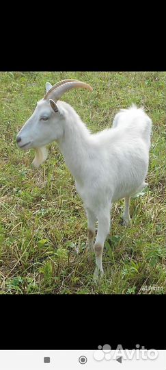 Козы дойные