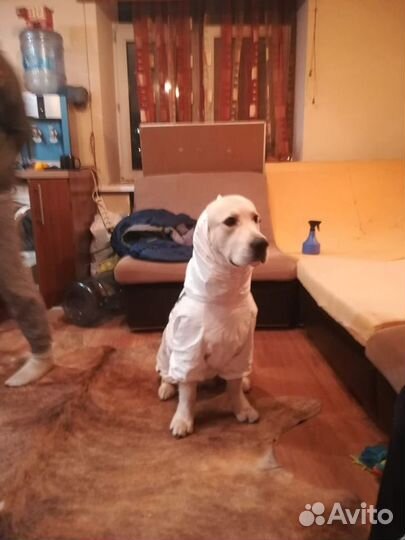 Комбинезон для собак (Унисекс)