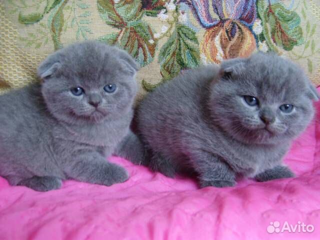 Клубные шотландские малыши