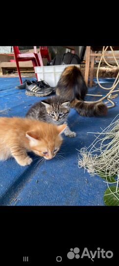 1.5 месячные котята в добрые руки. бесплатно
