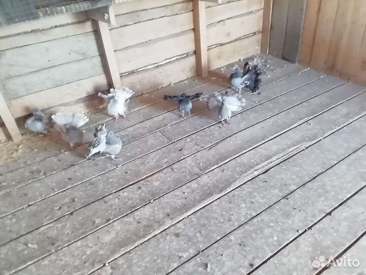 Продажа голубей
