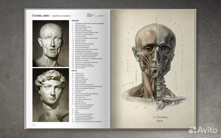 Анатомия фигуры человека, В.А. Могилевцев