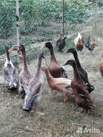 Индийские бегунки и индоутки