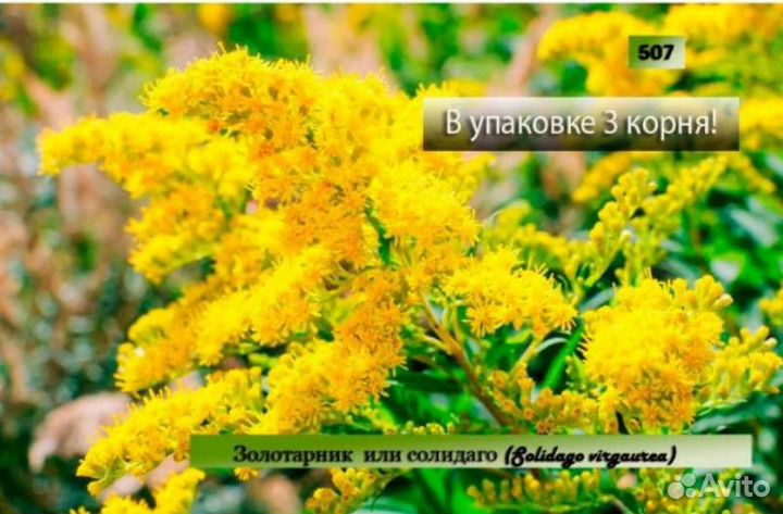 Золотарник. Собираю заказы на осень