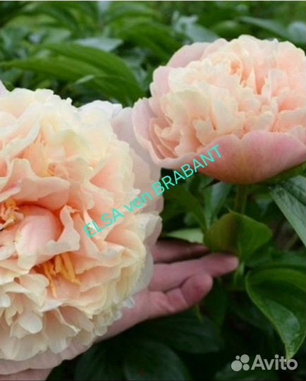 Пионы саженцы elsavonbrabant
