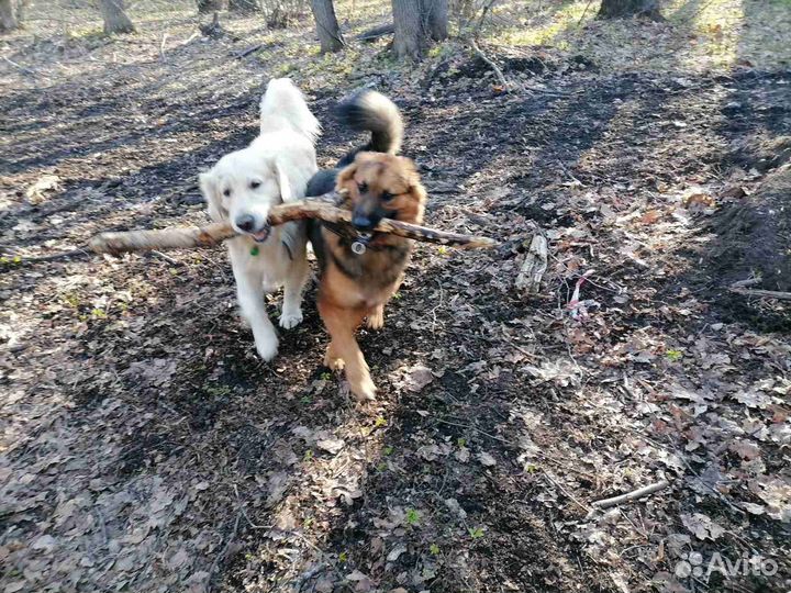 Отдам в добрые руки