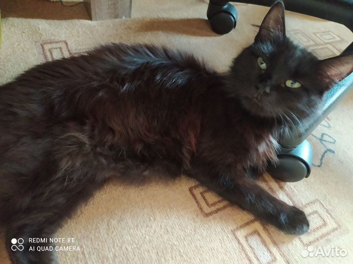 Пушистики в добрые руки