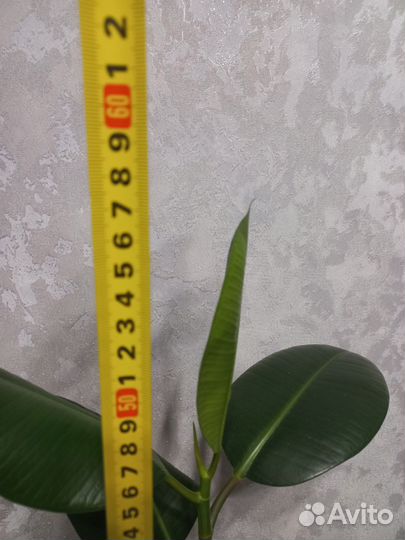 Фикус каучуконосный