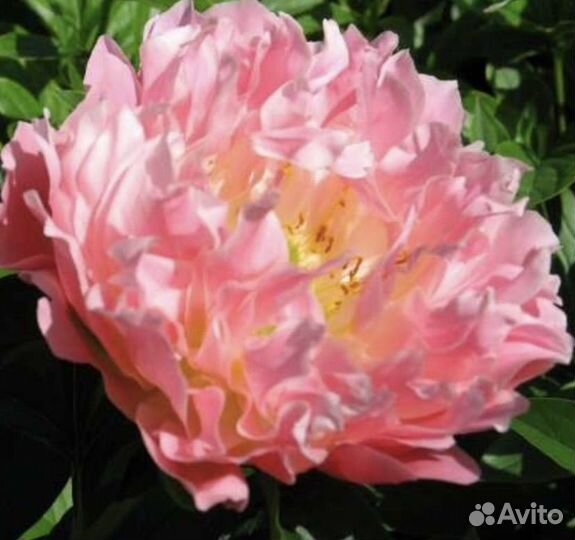 Пионы саженцы