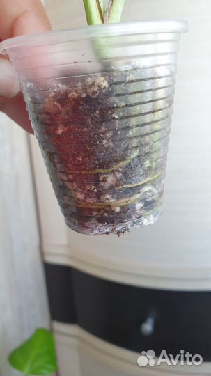 Монстера индо минт