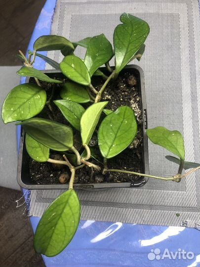 Хойя карноза