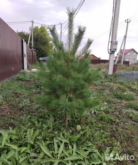Саженцы сосны и ели. Выращены из семян. Посадка