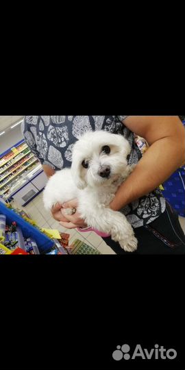 Передержка собак