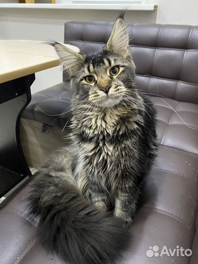 Котята мейнкун