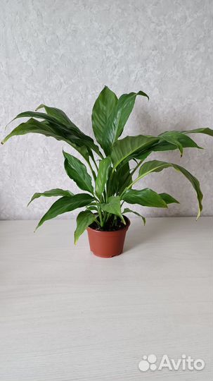 Спатифиллум