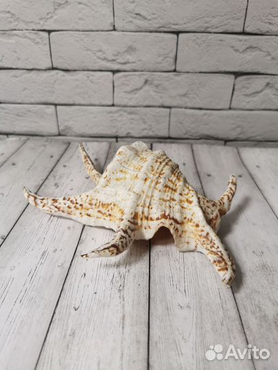 Морская раковина Ламбис