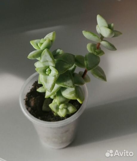 Крассула наскальная. Crassula rupestris