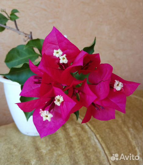 Бугенвиллия Rubiana