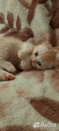 Шотландская