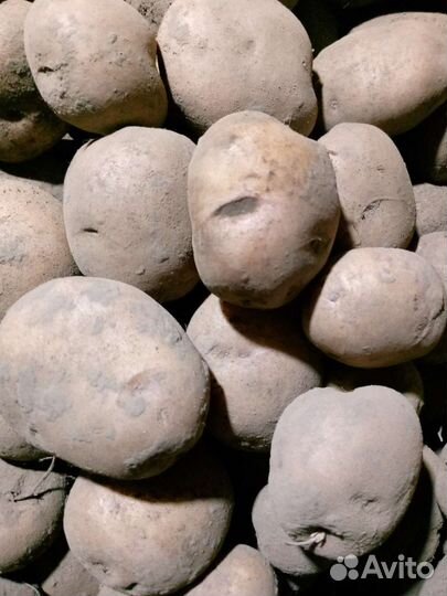 Продукты питания