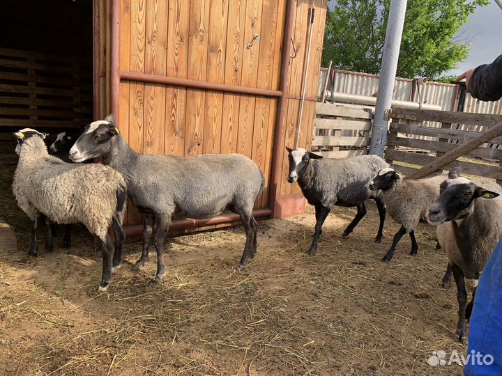 Овцы романовской породы