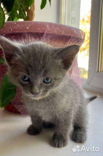 Котик 2 месяца