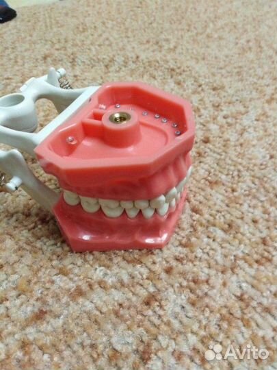 Фантом стоматологический