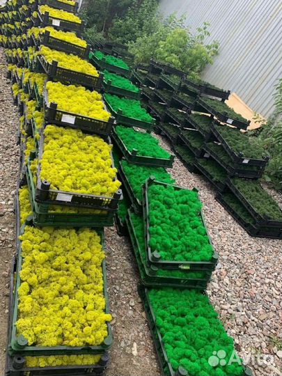 Стабилизированный мох, ягель, кочка, пласт, панно