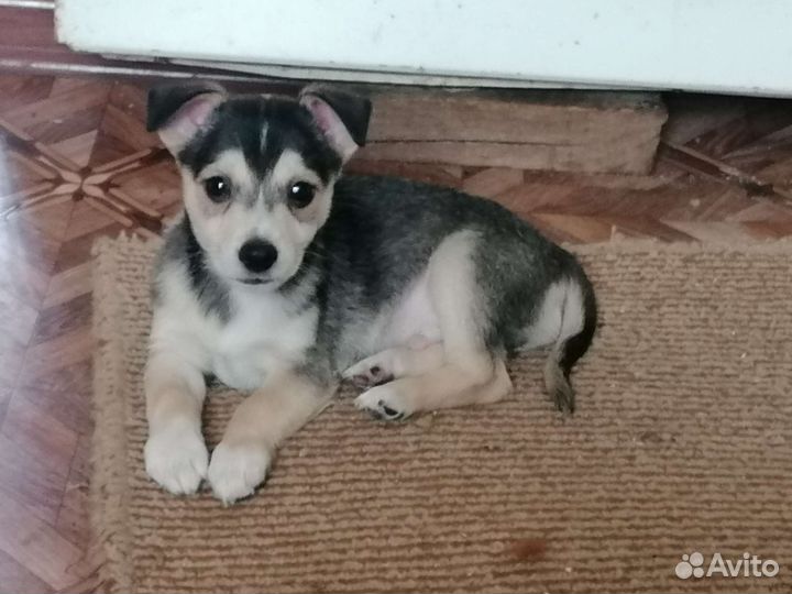 Обычные щенки