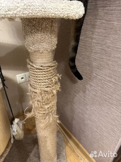 Когтеточка с домиком