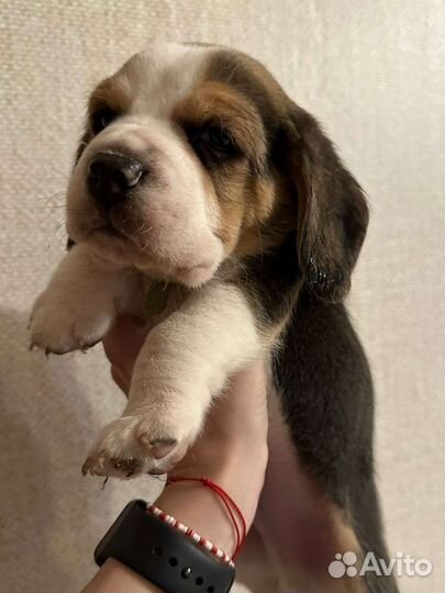 Мальчик бигль