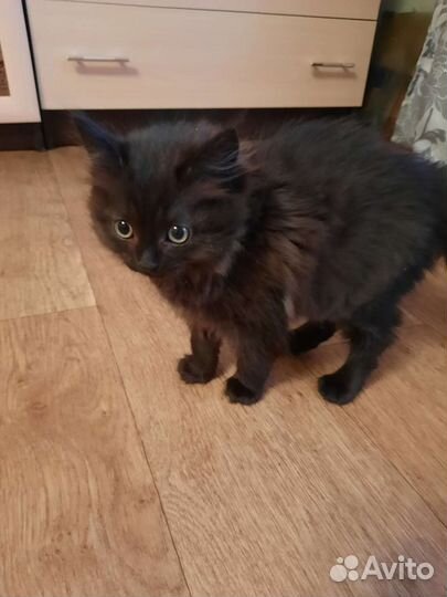 Котята отдам бесплатно