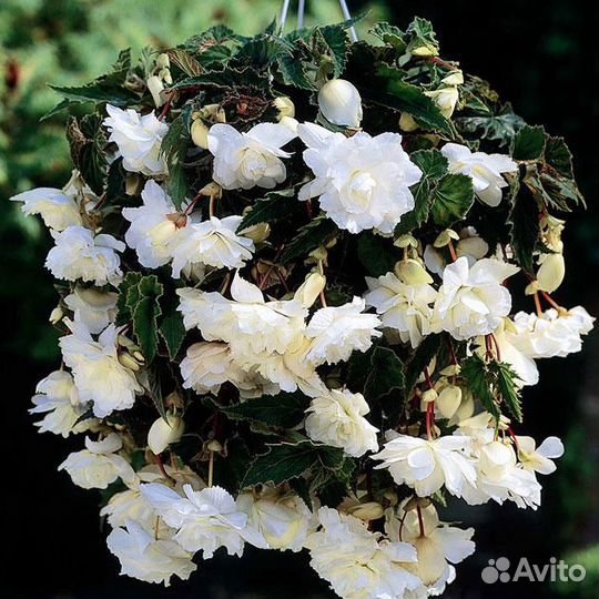 Бегония ампельная в Тюмени