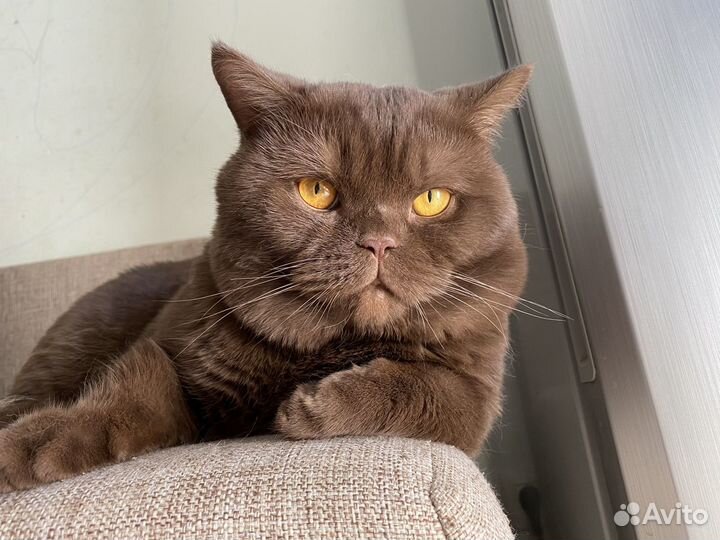 Вязка Британец