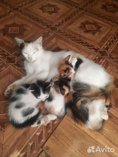 Котята в добрые руки