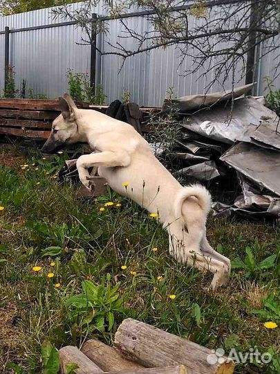 Щенки западно-сибирские лайки