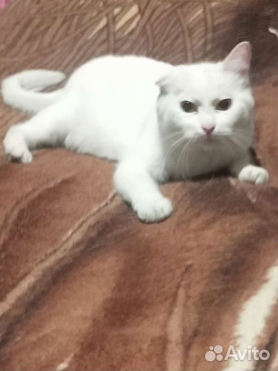 Кошка в дар бесплатно