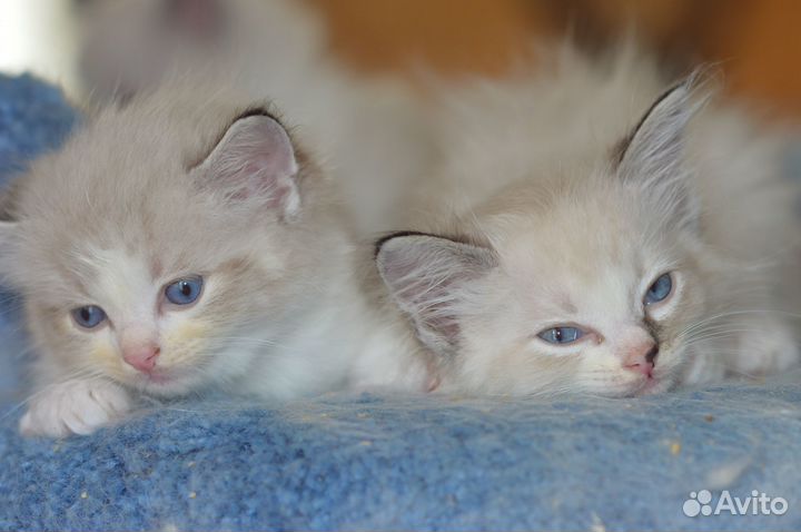 Рэгдольчики