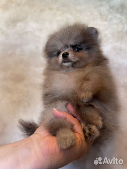 Померанский шпиц