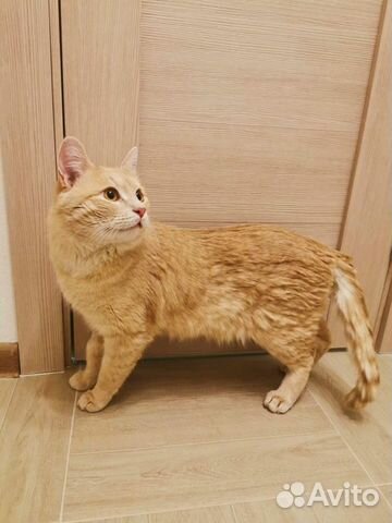 Добрый рыжий кот Абрикос в добрые руки объявление продам