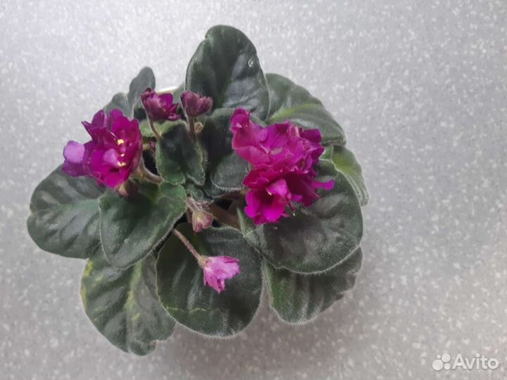 Фиалка в горшках