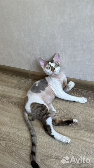 Передержка мелких собак и кошек