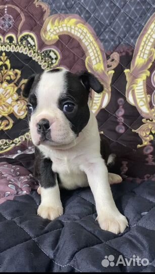 Щенки бостон терьер