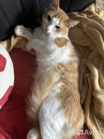 Кот в добрые руки