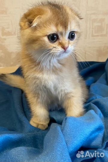 Шотландская вислоухая кошка