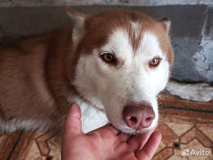 Отдам бесплатно собаку хаски