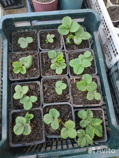 Рассада земляники (виктории) крупноплодной Маршал